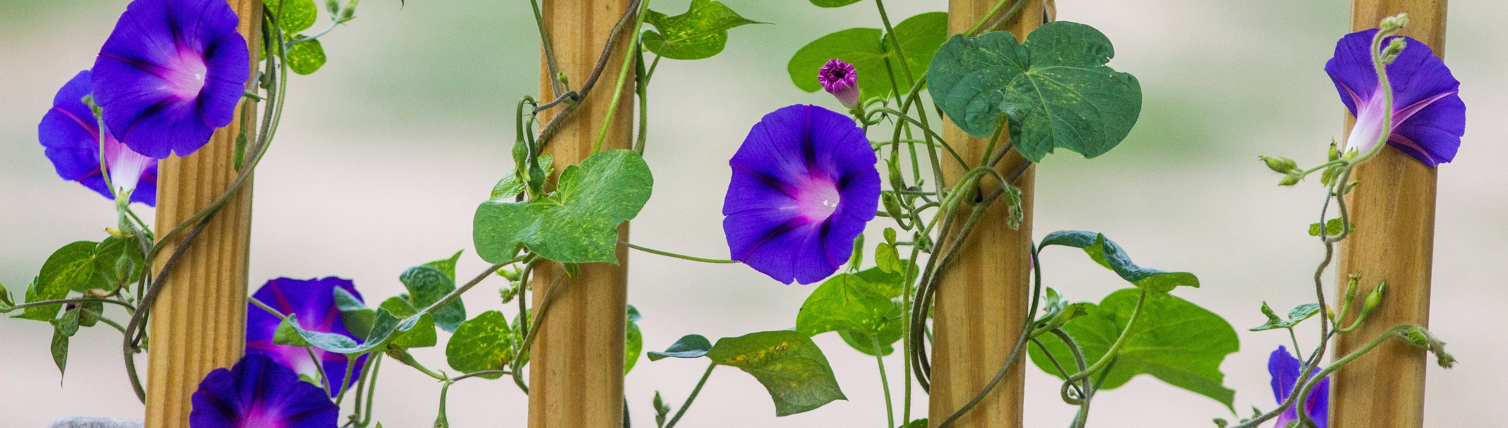  Morning glories take over the decks woodwork. The vines wrap around rail spindles...